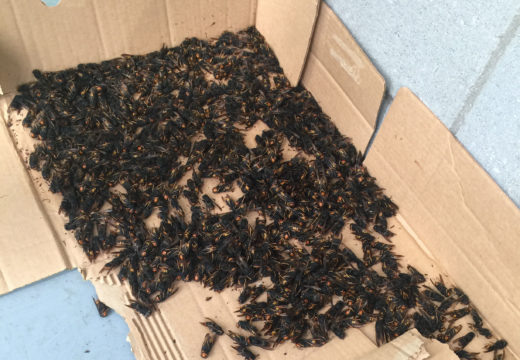 O Servizo de Emerxencias captura un millar de raíñas de vespa velutinas